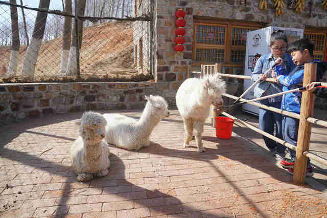 春暖花开，万物可爱，葫芦岛葫芦古镇带你感受春天的到来！！